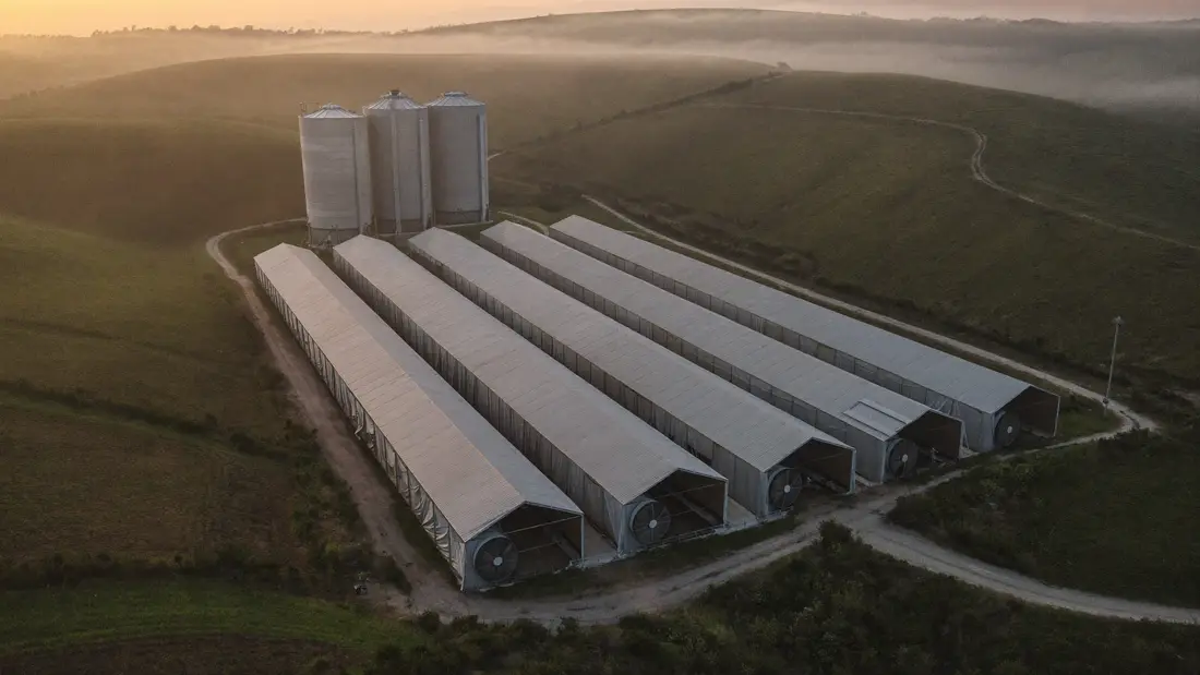 Vista aérea de seis galpones avícolas paralelos sobre lomas verdes, con tres silos de alimento en un extremo y niebla en los valles.